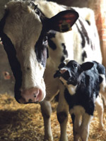 Caring for calves