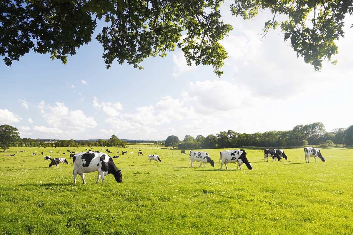 A new Heifer concept is coming….